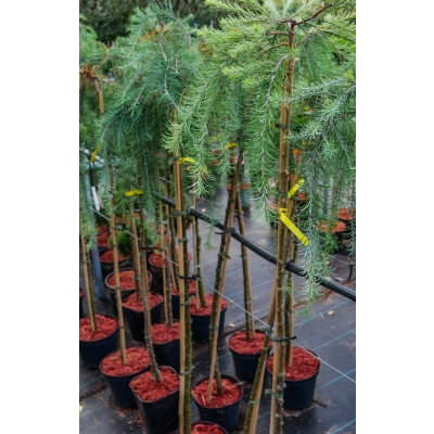 Modrzew na pniu 130cm c4